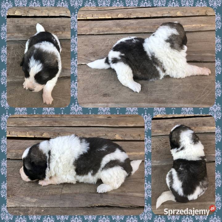 Mastif pirenejski rodzinny molos stróżujący sprzedam