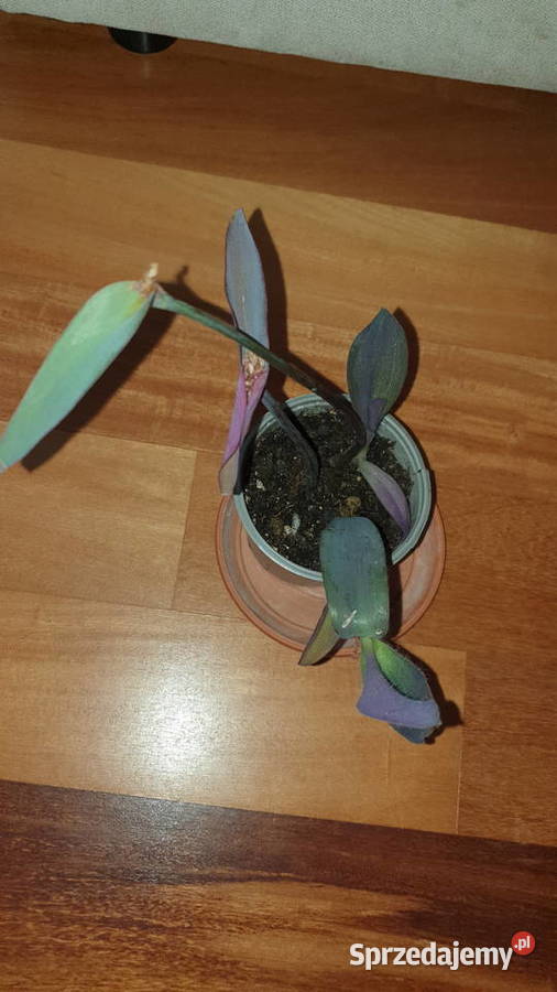 Trzykrotka setkrezja purpurowa szybko rośnie wys Warszawa