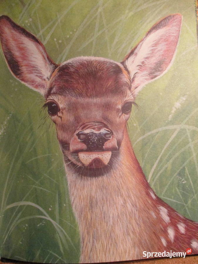 Leśna Gazeta WBianki 1953 przyroda las edukacja Łódź