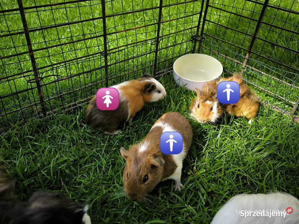 Świnki morskie malutkie Morawica