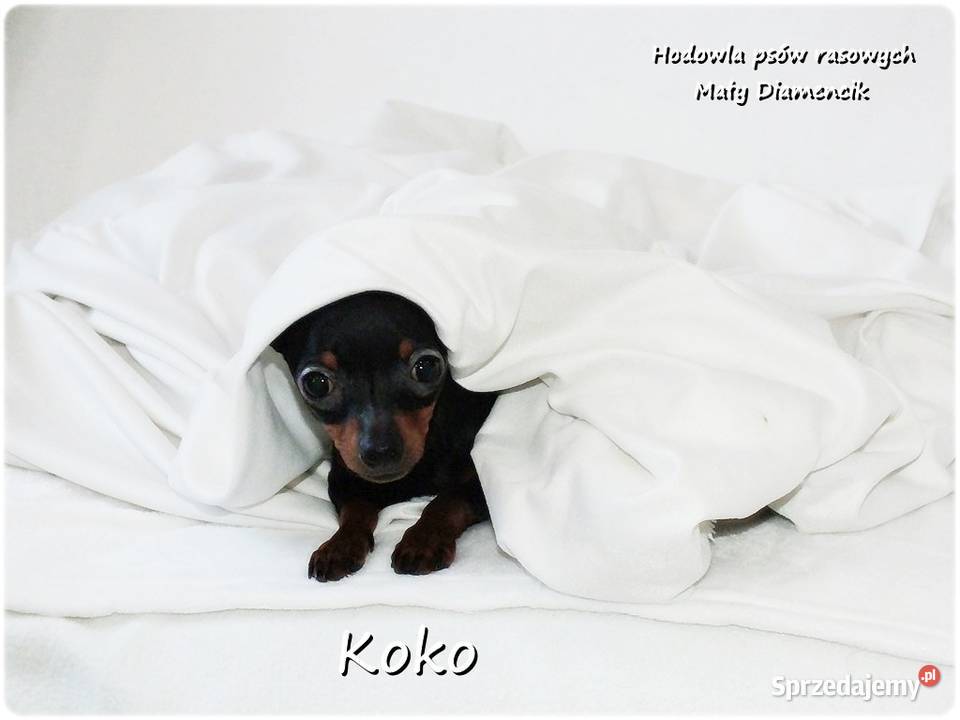 Ultra MINI Sunia KOKO Pinczer miniaturowy Żary