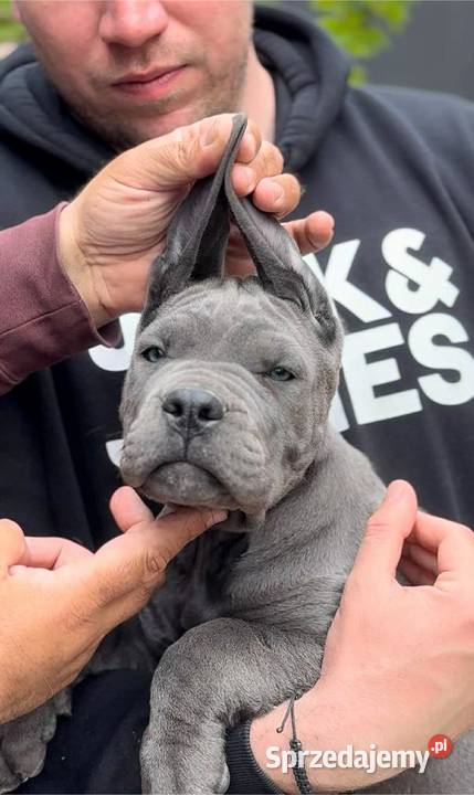 Cane Corso Szczenięta Lamk sprzedam