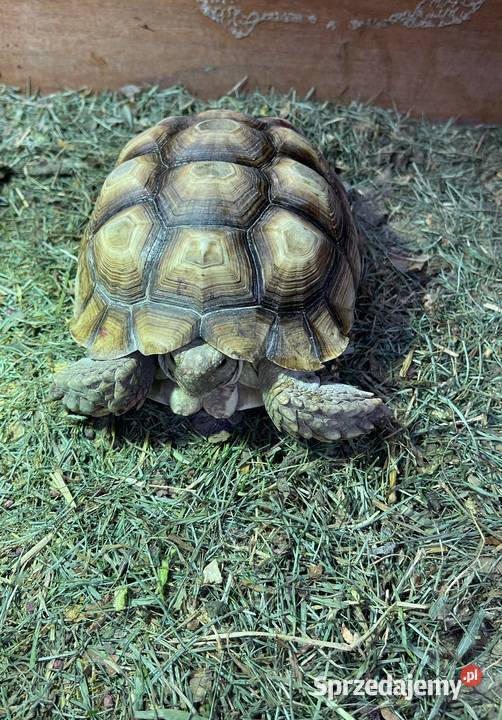 Zółw pustnyy żółw lądowy centrochelys sulcata Miechów