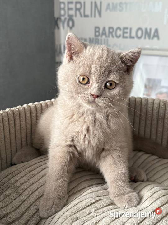 Brytyjski Krótkowłosy Krótkowłosa Płowa Tęczowy Kaźmierz