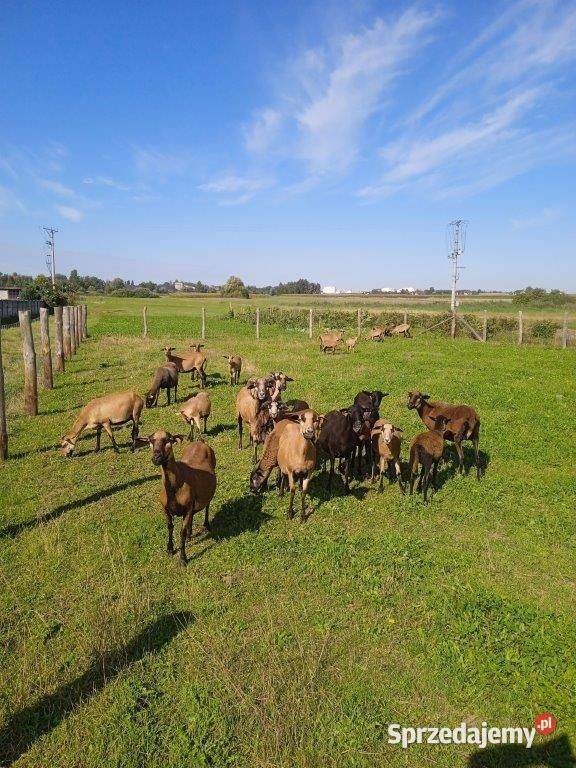 Sprzedam owce kameruńskie Ostrów Wielkopolski
