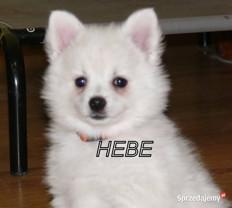 SZPIC NIEMIECKI ŚREDNI Pozostałe Żerniki Małe