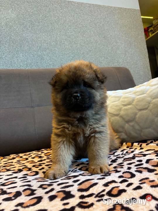 Chow Chow