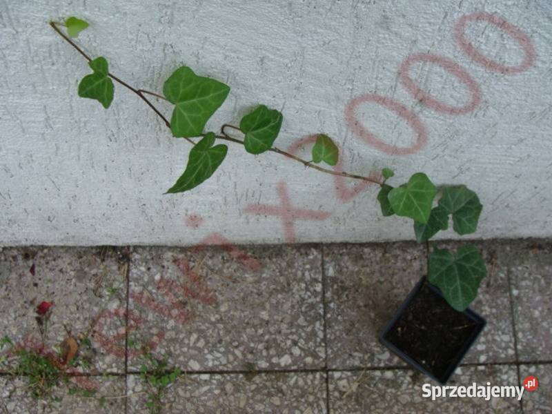 BLUSZCZ ZIMOZIELONY sadzonki w doniczkach kujawsko-pomorskie