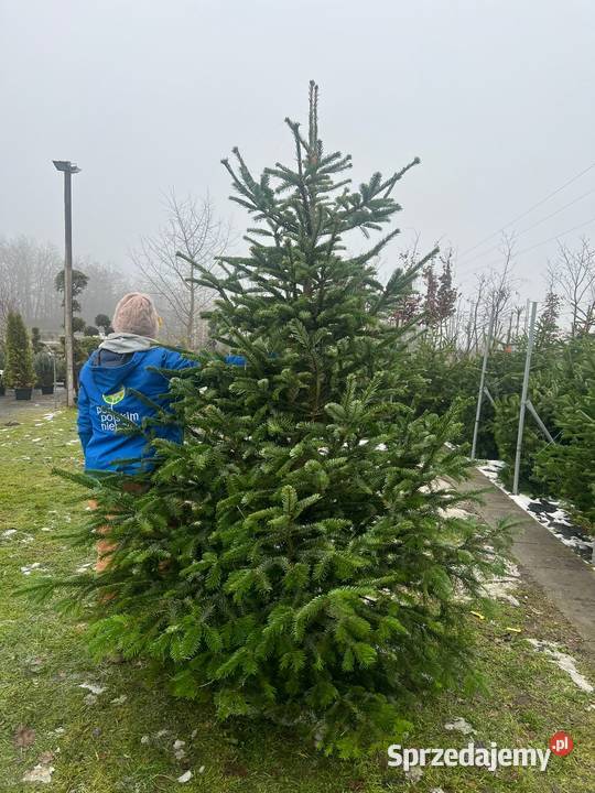 Jodła Kaukaska cięta Choinka na Święta Możliwość Długołęka
