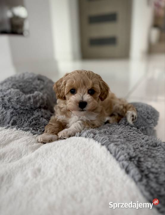 Maltipoo piękny chłopiec Maltańczyk Wadowice