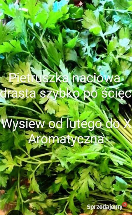 Pietruszka naciowa odrasta szybko ścięciu Kraków