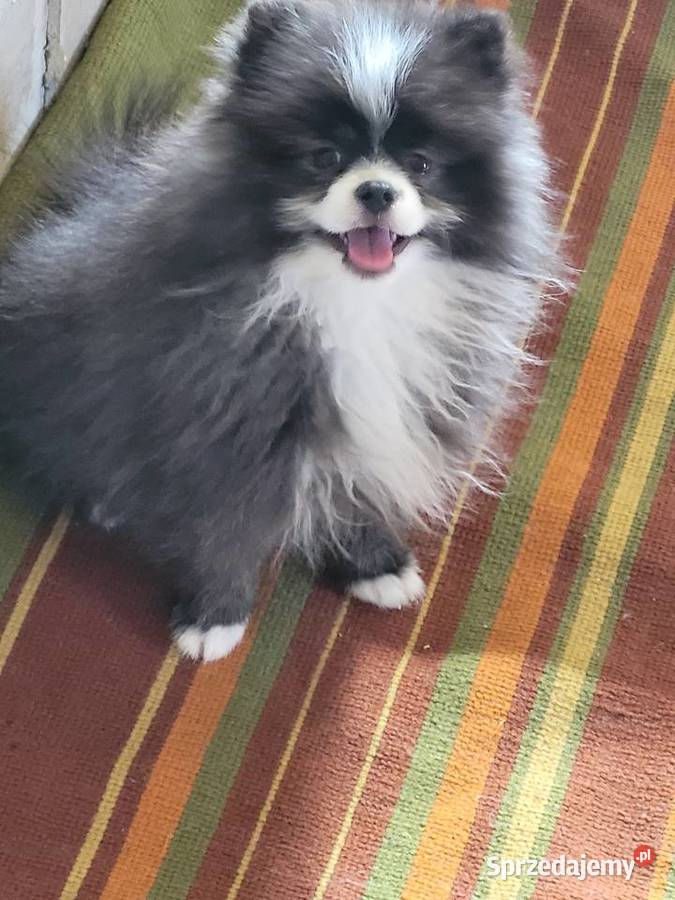Szpic miniaturowy pomeranian Szpic miniaturowy Staromieście sprzedam