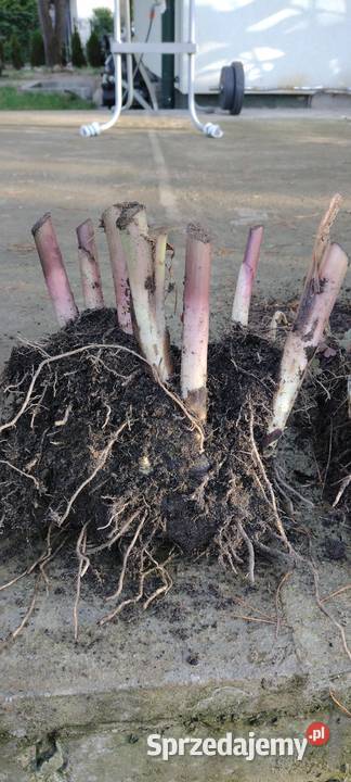 Kanna czerwona Komornica