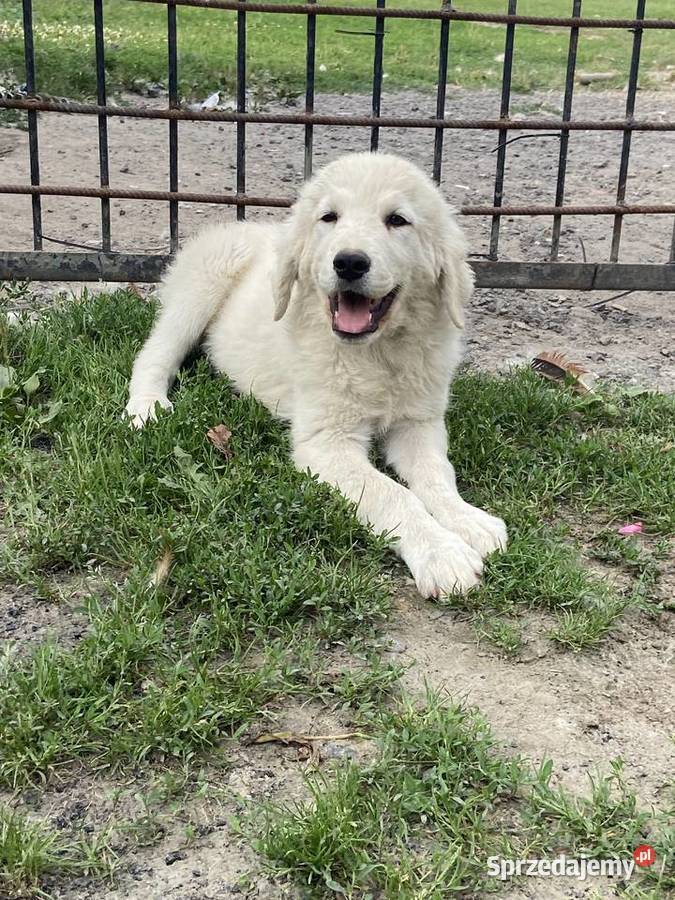 szczeniak owczarek podhalański Lublin sprzedam