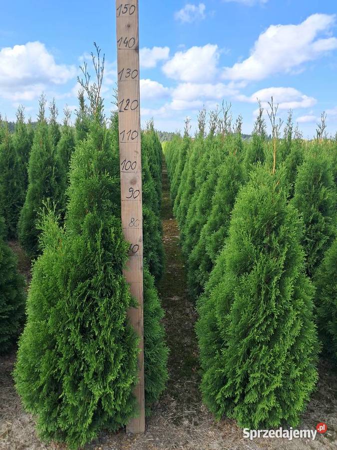 Tuja Szmaragd 130 GAT 1 gęste Gwarancja Dowóz Góra Kalwaria