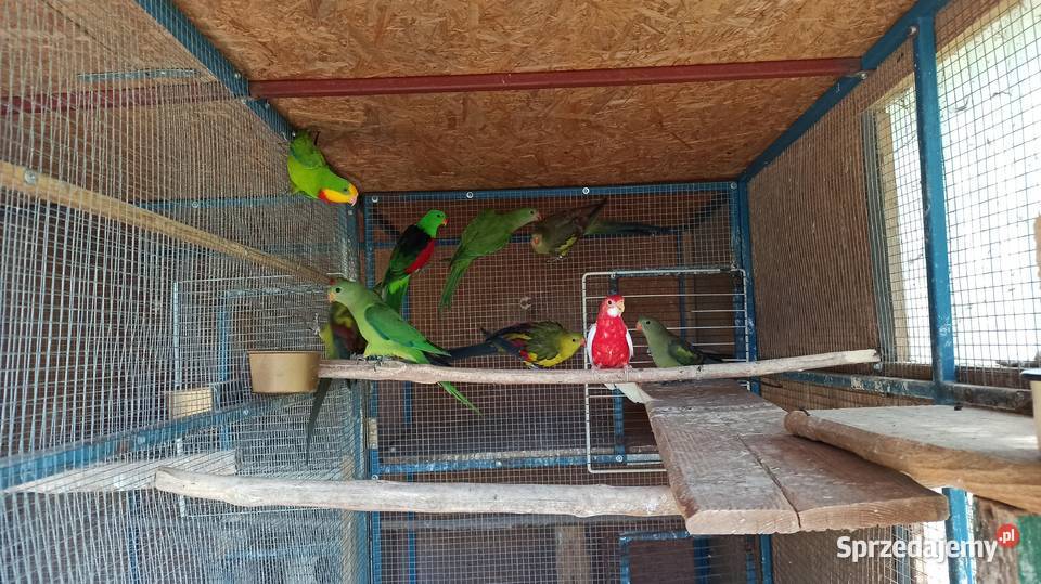 Papugi górskie bergi rozelle barabandy