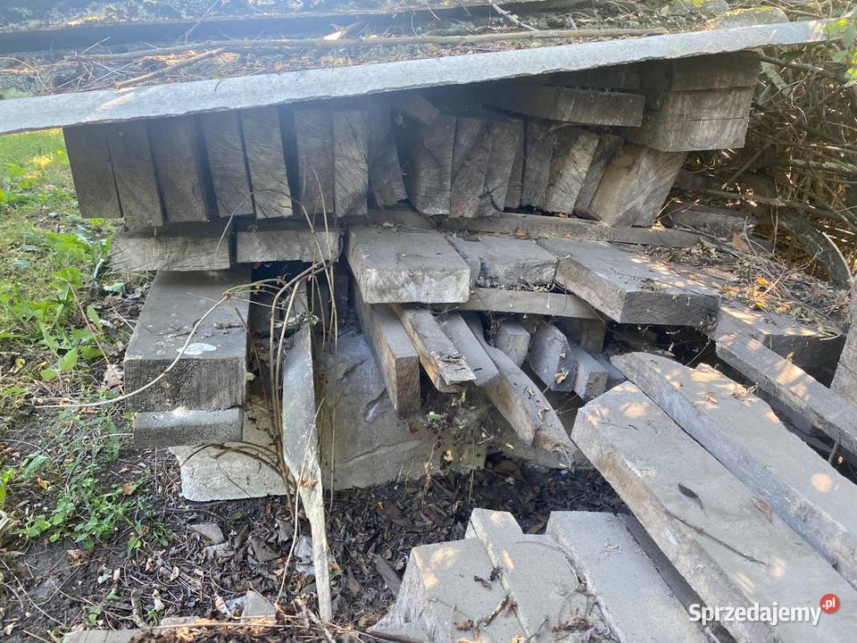 Belki legary Włocławek