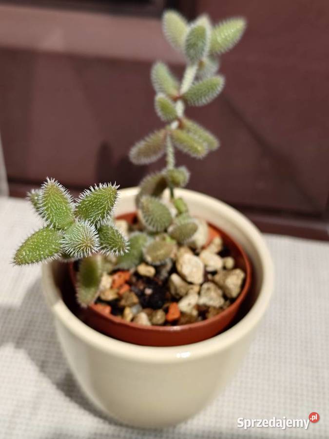 Sukulenty 3 w osłonkach Crassula kimnachi Warszawa