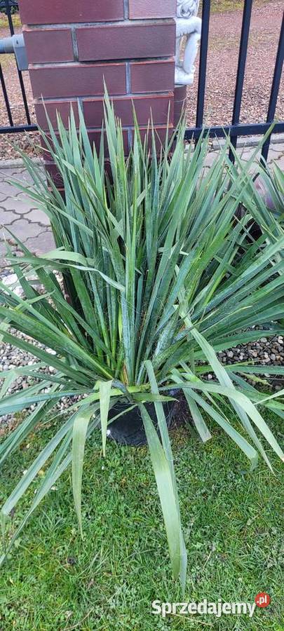 Juka ogrodowa biała Żory