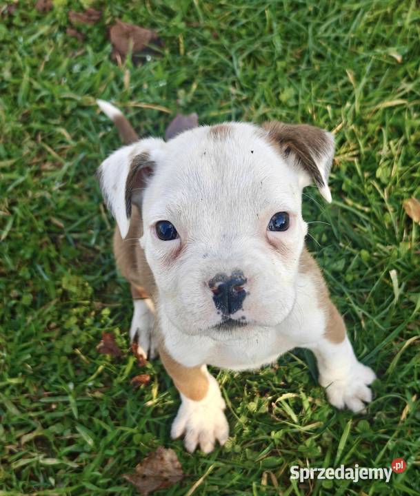 Śliczny piesek rasy Bokser Bokser śląskie Dąbrowa Górnicza