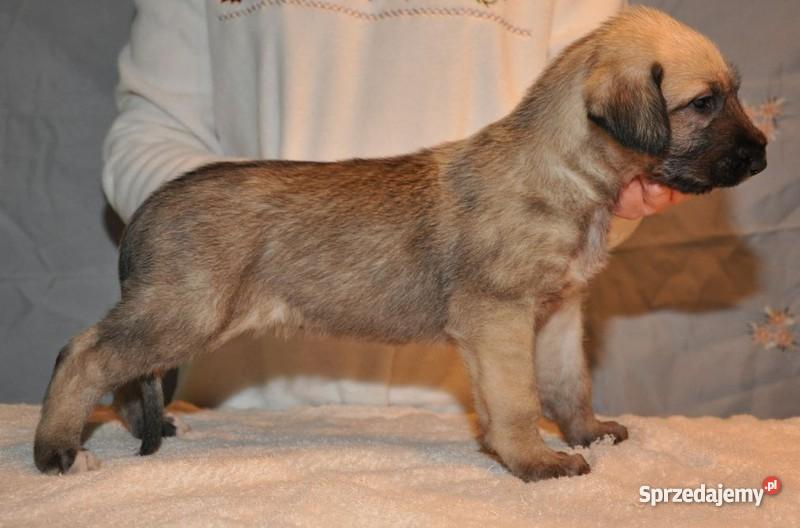 wilczarz irlandzki szczeniaki Zwierzęta Będzin