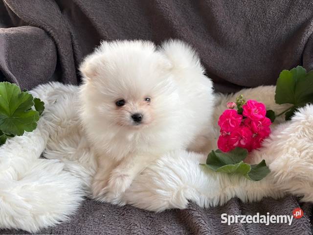 SZPIC MINIATUROWY POMERANIAN PIĘKNA SUNIA