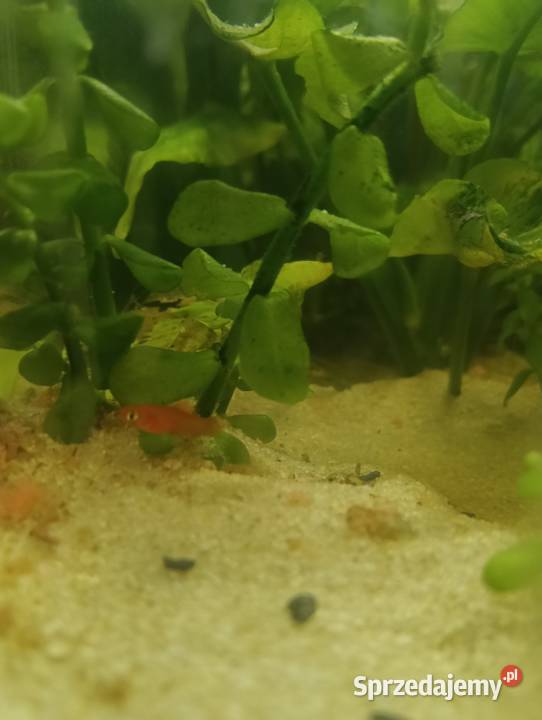 Mieczyki rybki akwariowe Ryby Radawiec Duży