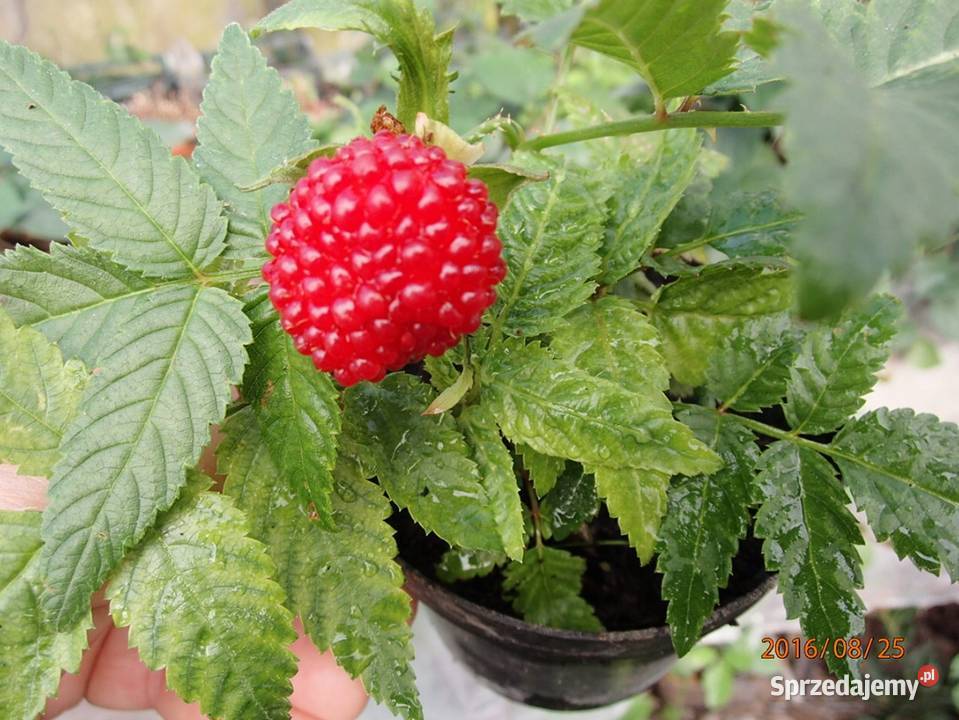 Malinotruskawka malina ponętna doniczka