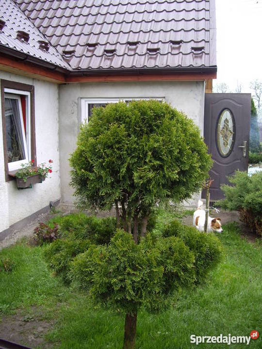 Sprzedam mały domek w sercu Borów Dolnośląskich sprzedam