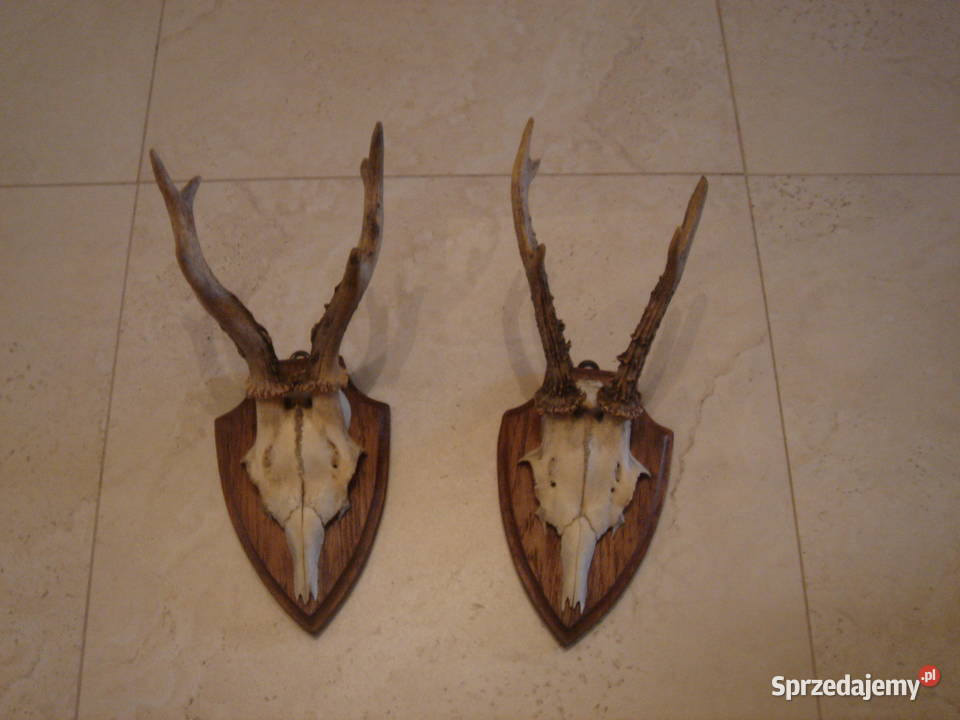 Poroże Parostki Rogi stare komplet dekoracja Pozostałe Łódź