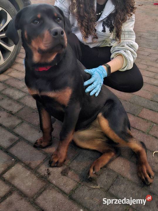 Suszka rottweiler 7 miesięcy Marki