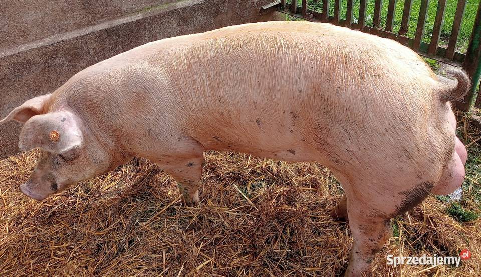 Knurki mięsne DurocxPietrain Trzoda chlewna Strzałkowo