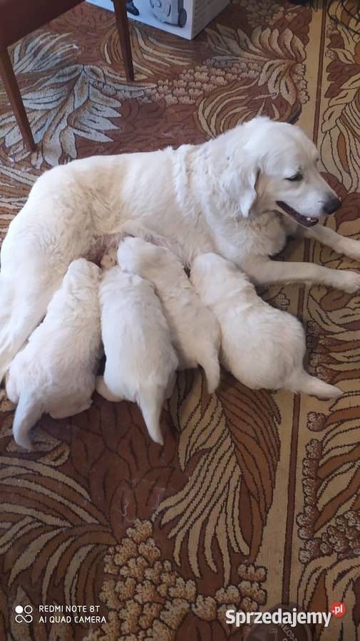 Owczarki Podhalanskie Łochów sprzedam