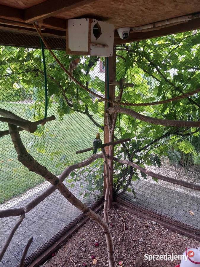 Świrgotki samice młode pomorskie Skarszewy sprzedam