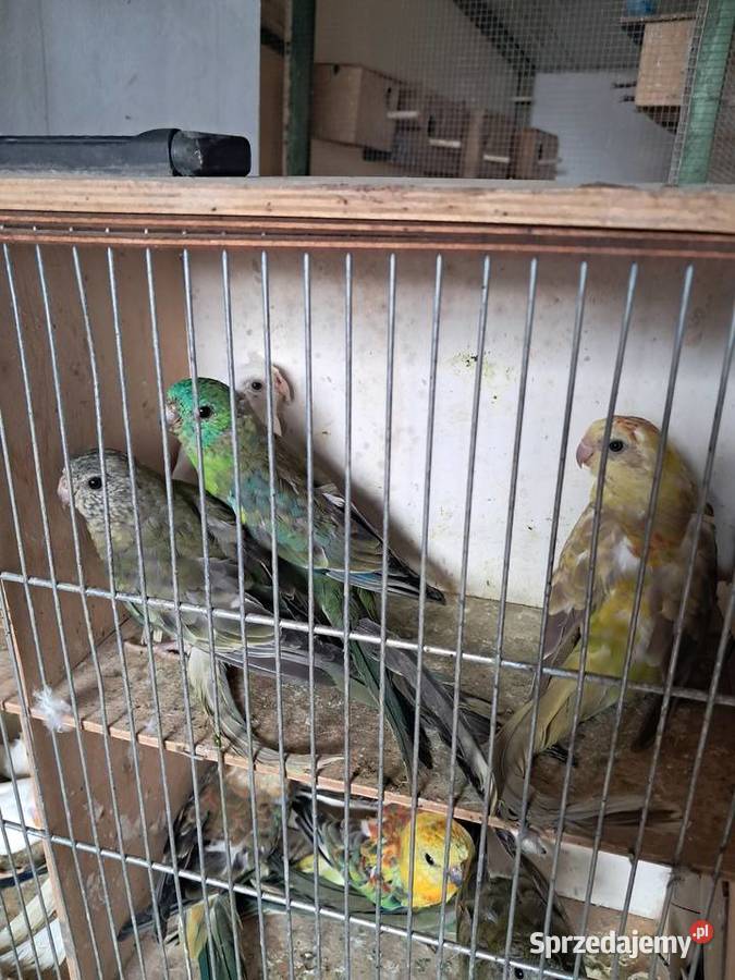 Papugi różne łódzkie