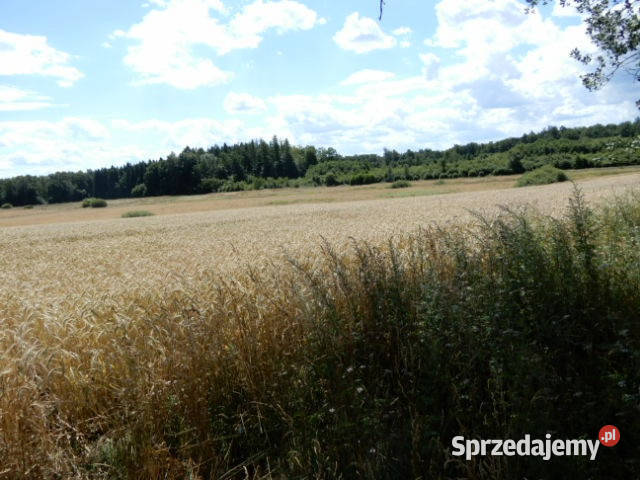 Syndyk sprzeda działki o numerze 10 281 2231 312 rolna Trzeszyn