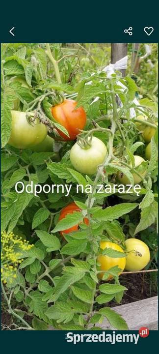Pomidor odporny na zarazę z OC Syberia grunt Kraków