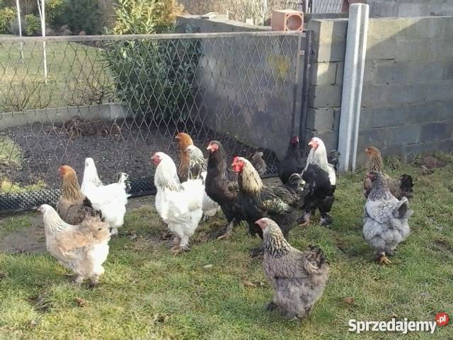 Brahma Brahmy Olbrzymie świętokrzyskie sprzedam