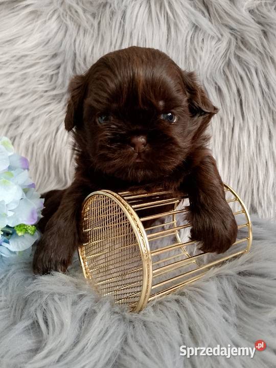 Czekoladowy piesek rasy ShihTzu Namysłów sprzedam