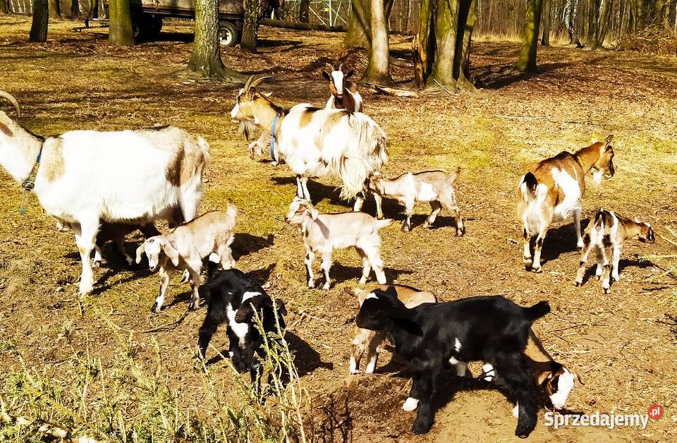 Sprzedam Kózki koziołki anglonubijskie 100 7550 Mikołów