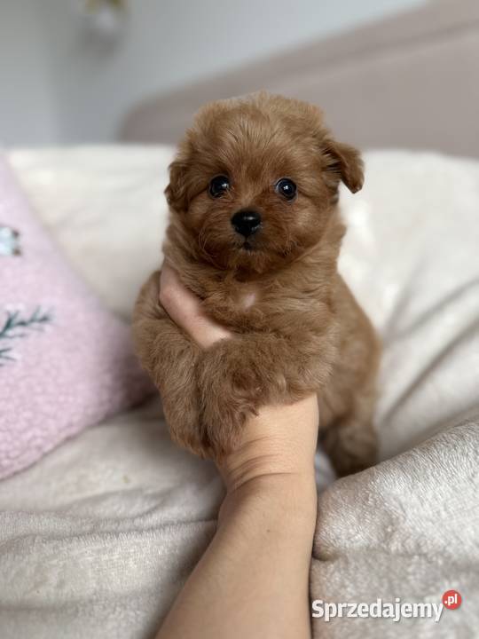 POMAPOO szpic miniaturowy pudel toy suczka łódzkie Rębieskie