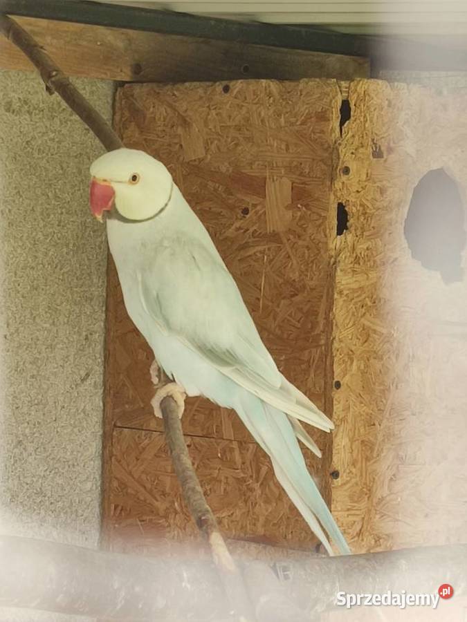 Sprzedam parę aleksandretty obrożnej lacewing i Widawa sprzedam