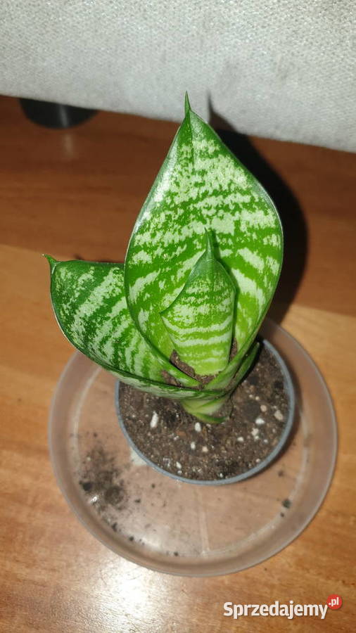 Sansewieria młoda roślina rosnąca Warszawa