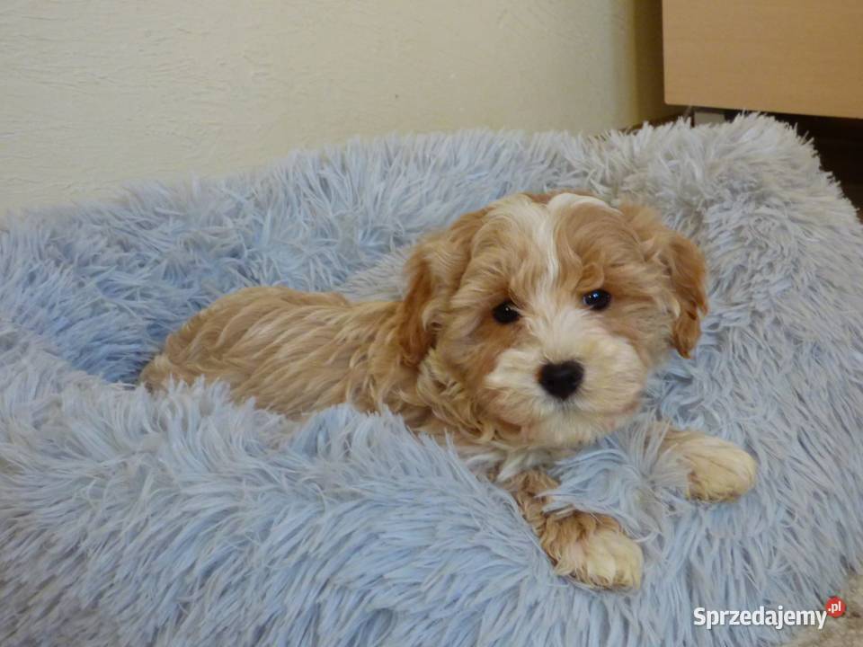 Pieski rasy Maltipoo Maltańczyk sprzedam