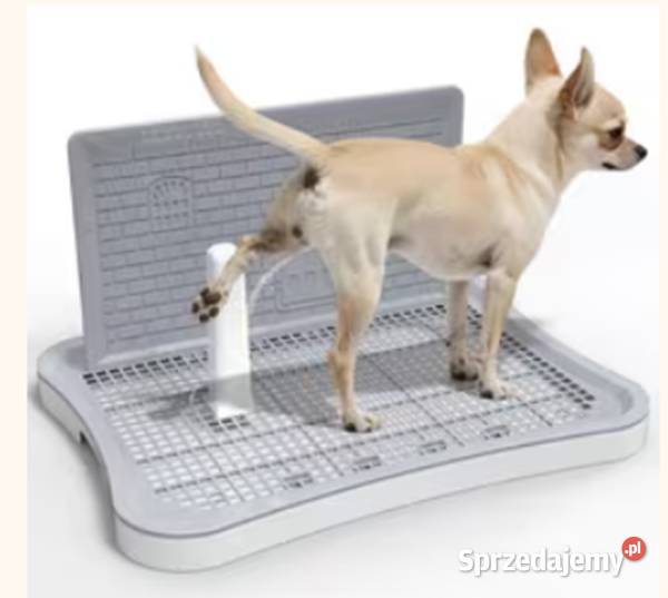 Chihuahua mały gremlin mini piesek Franio 15 Częstochowa