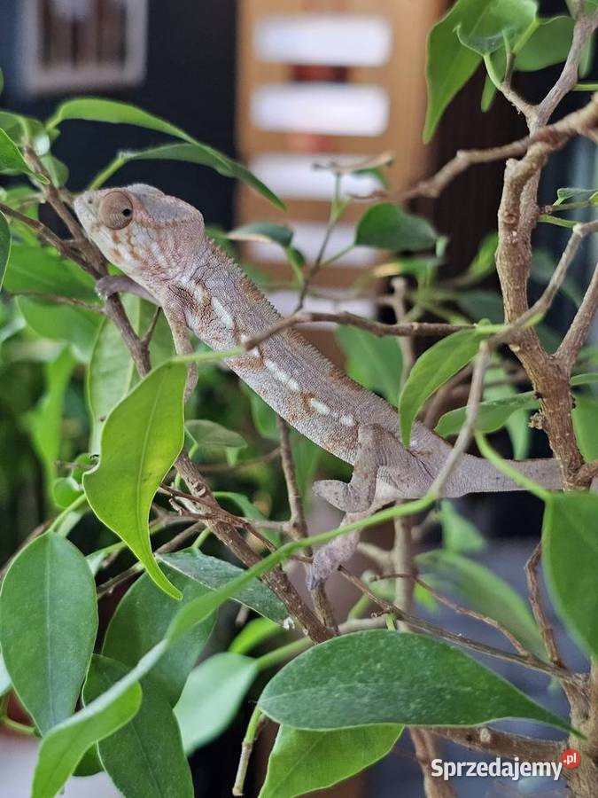 Kameleon lamparci samiczka Kraków