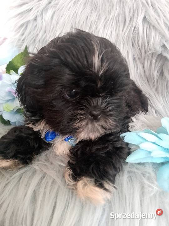 GOTOWY DO ODBIORU czarny piesek rasy ShihTzu opolskie Namysłów sprzedam