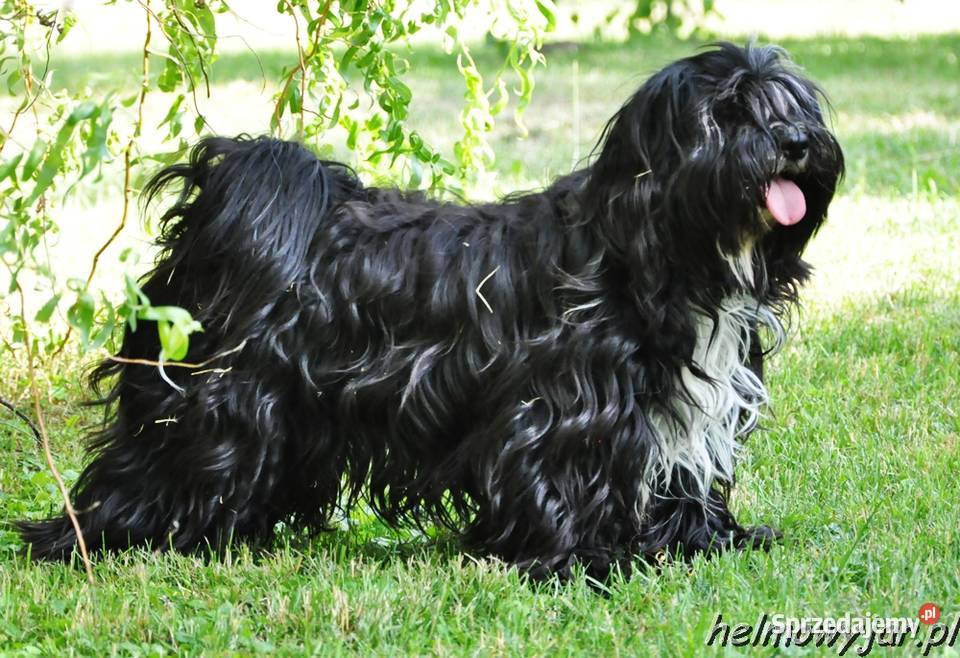 Terier Tybetański szczenięta Dona Sofia i Dżin Cerekiew