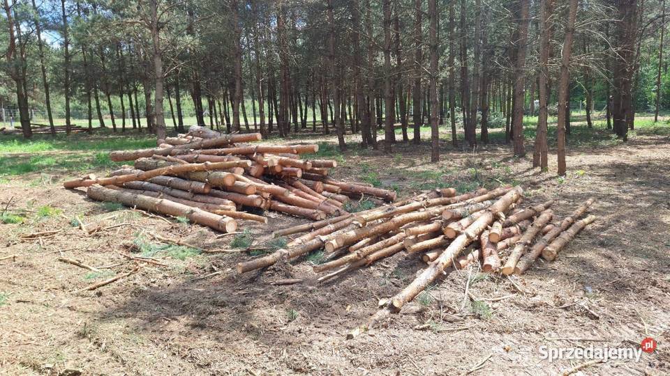 Drewno opałowe sosna 90 mk Pozostałe Dobroszyce