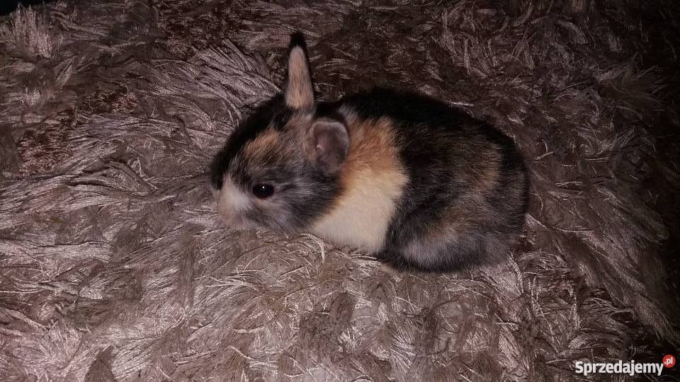 Króliki miniaturki rex Łódź sprzedam